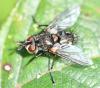 Smidtia conspersa